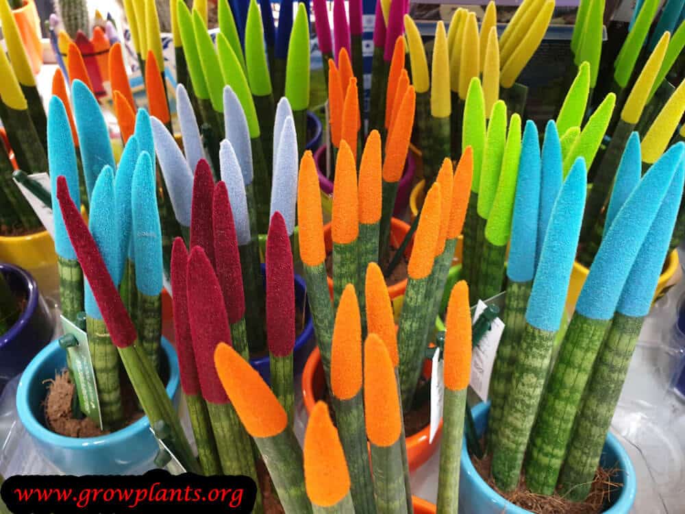 Sansevieria velvet touchz plant growing information