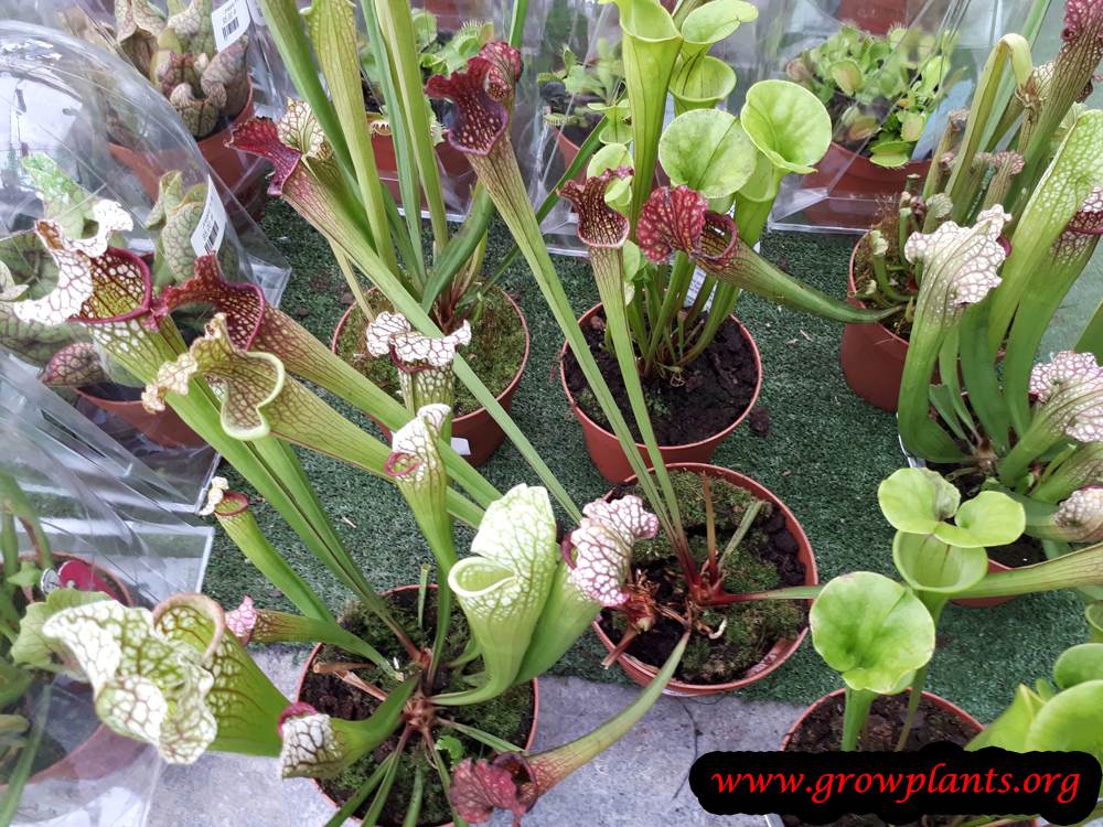 Sarracenia How to grow & care