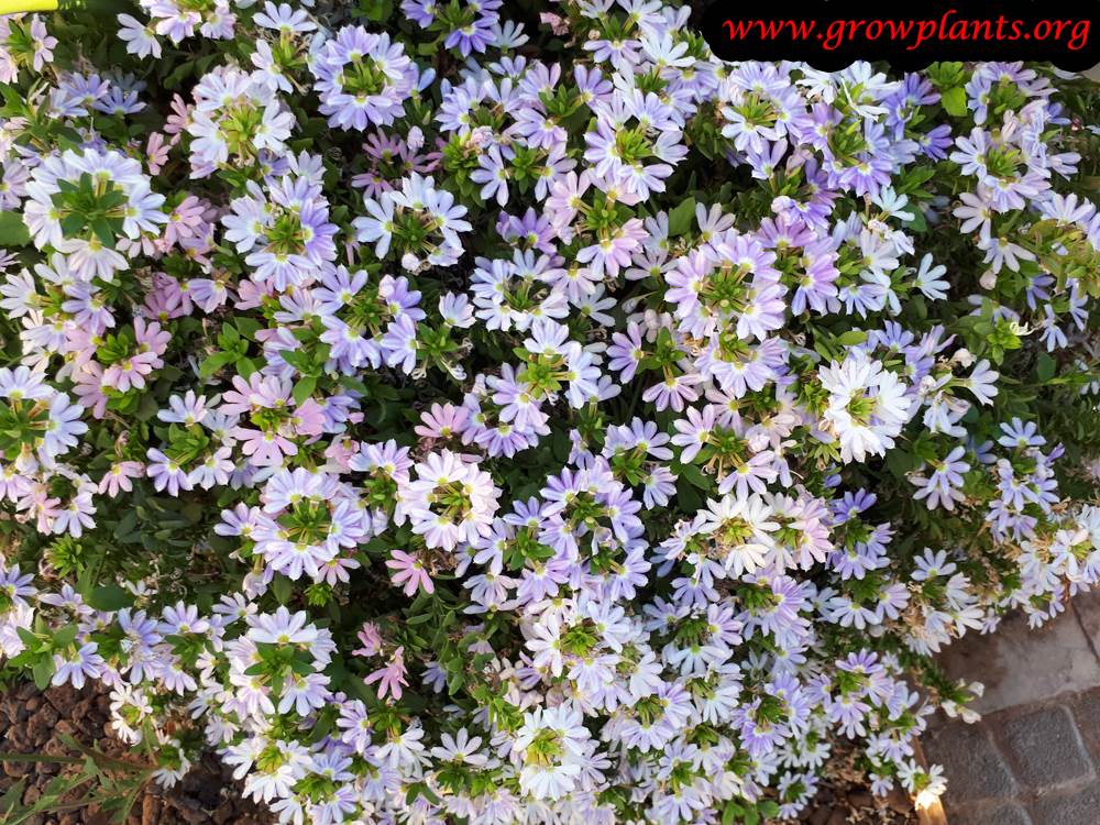 Scaevola aemula How to grow & care