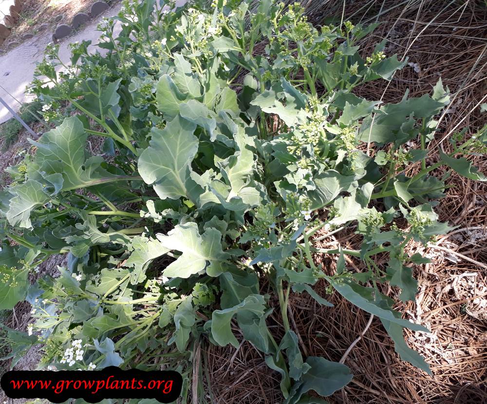 Sea kale plant care