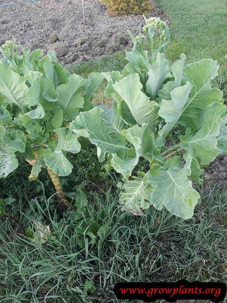 Sea kale plant