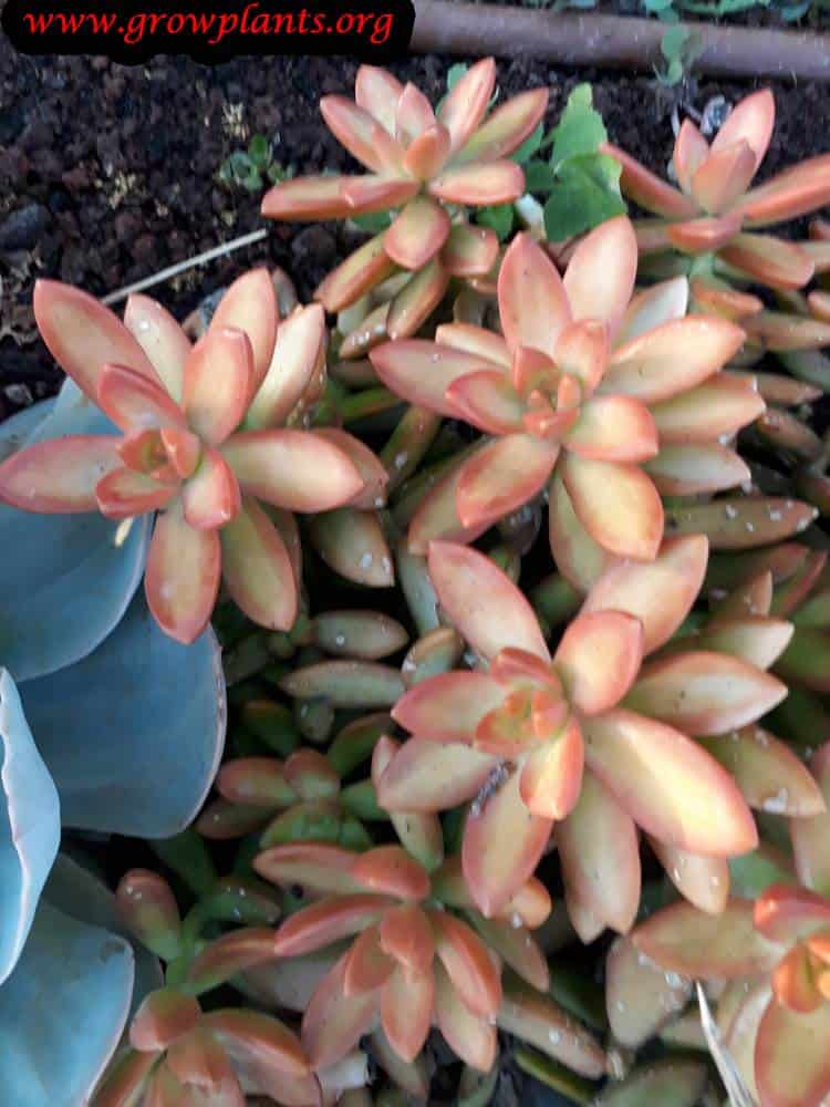 Sedum nussbaumerianum plant care