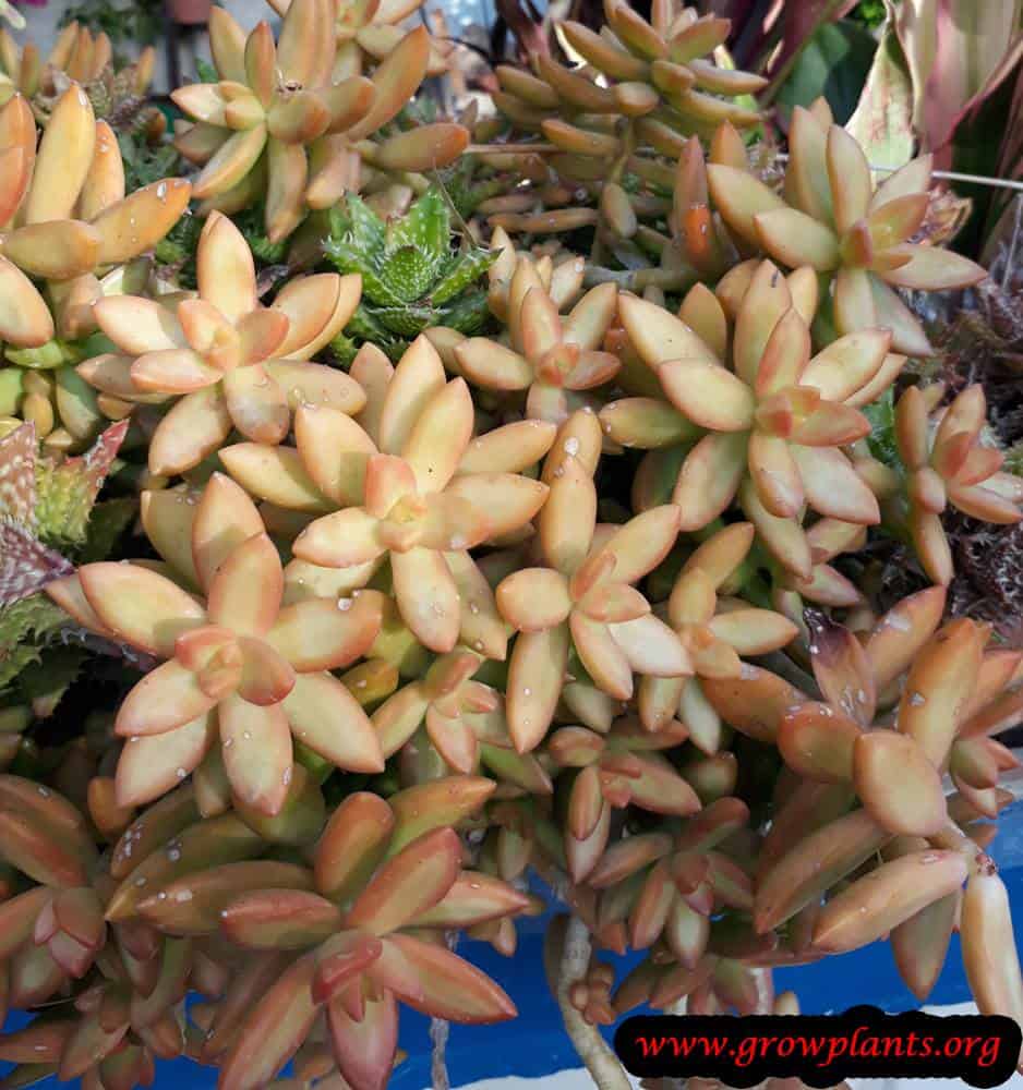 Growing Sedum nussbaumerianum