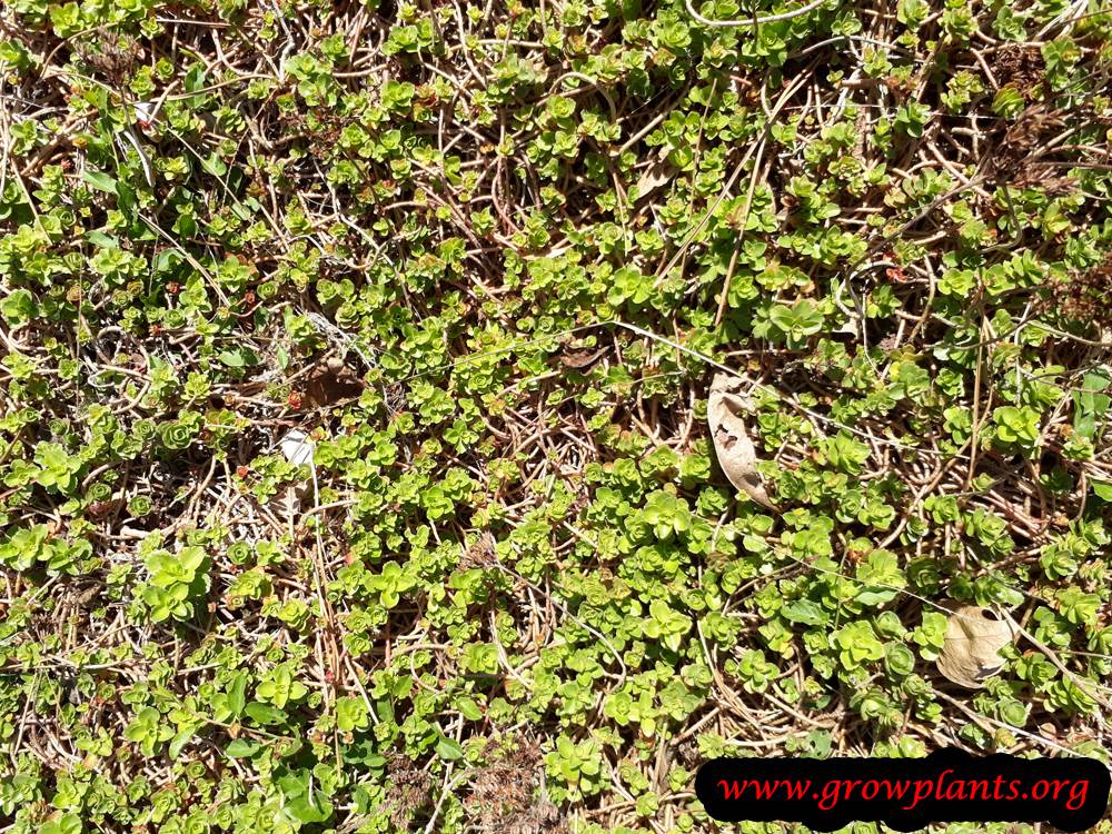 Sedum spurium