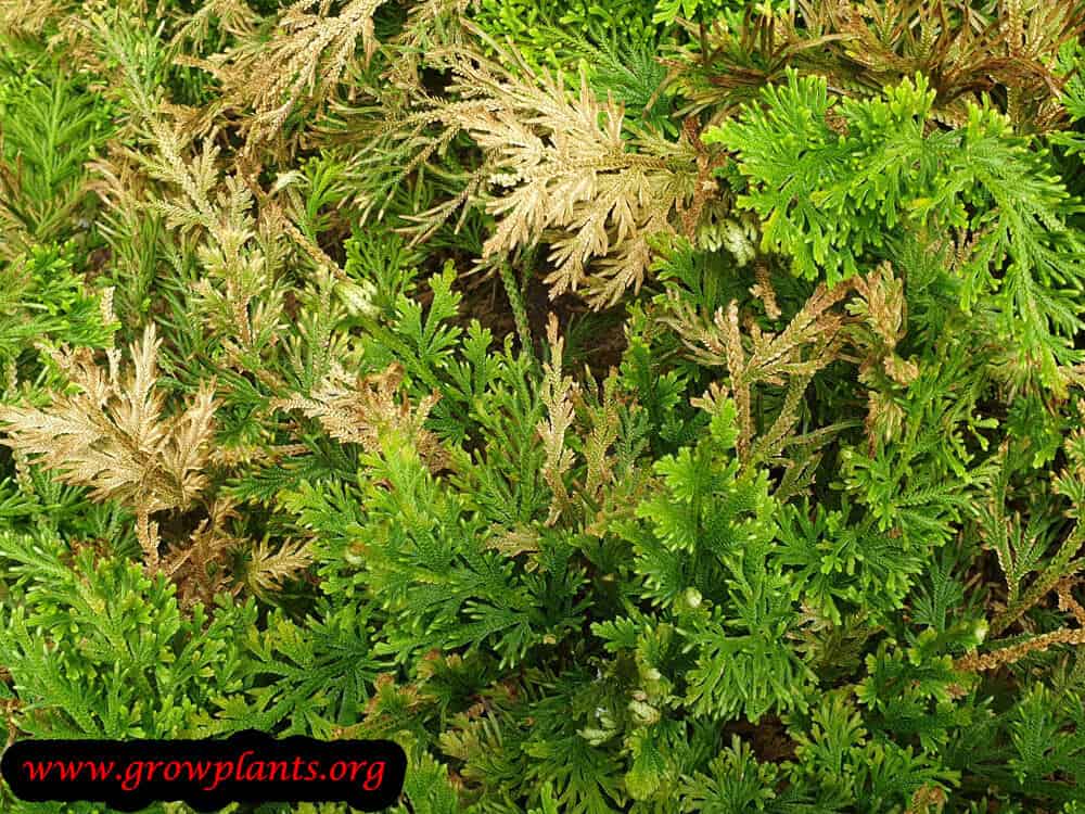 Selaginella pallescens