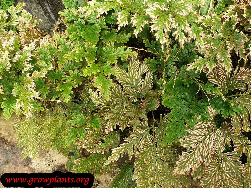 Selaginella vogelii