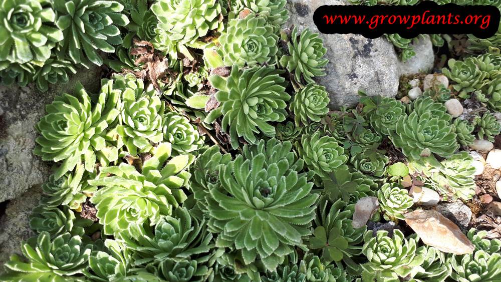 Sempervivum altum