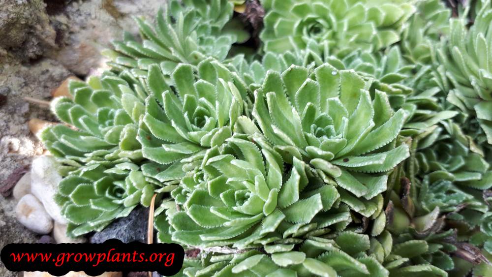 Sempervivum altum plant care