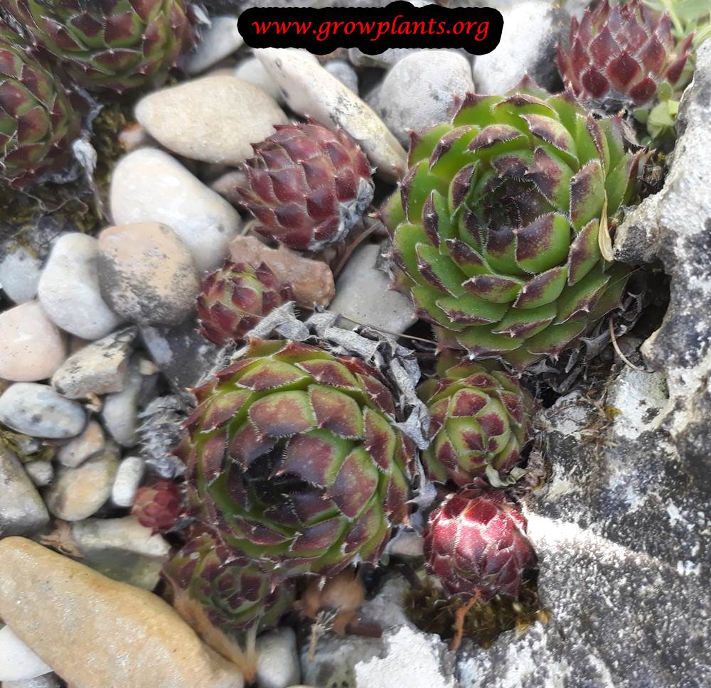 Sempervivum grandiflorum