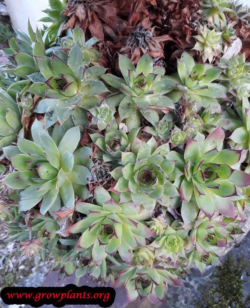 Sempervivum tectorum