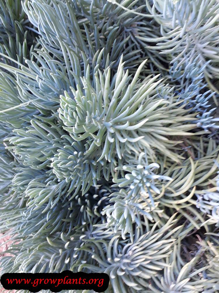 Senecio serpens