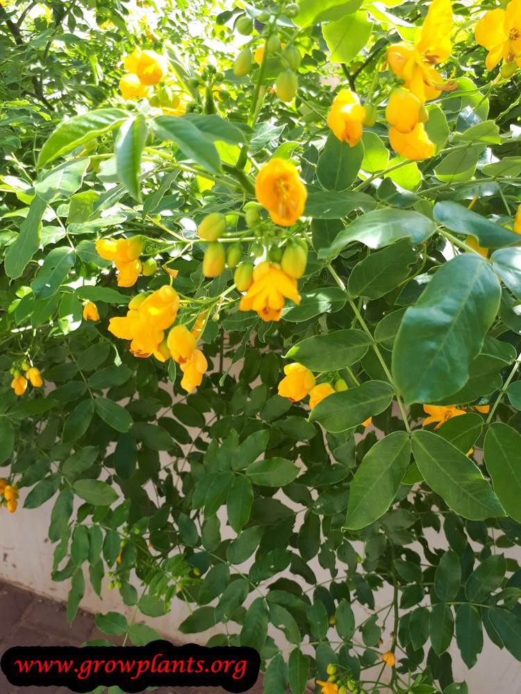 Senna plant - How to grow & care