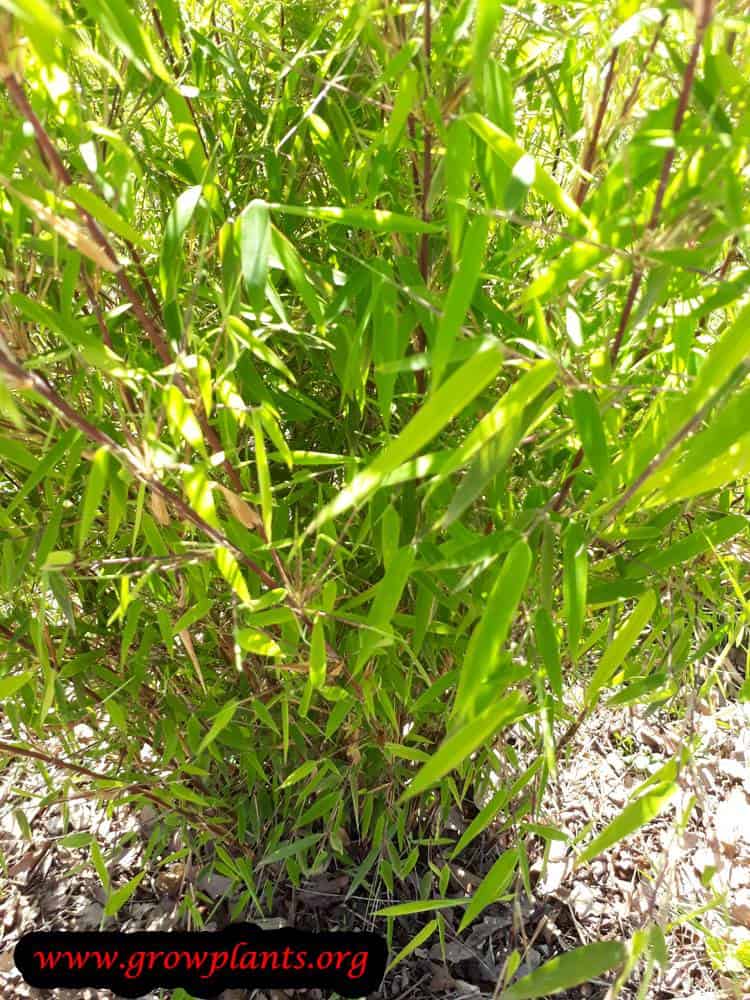 Shibataea kumasaca bamboo
