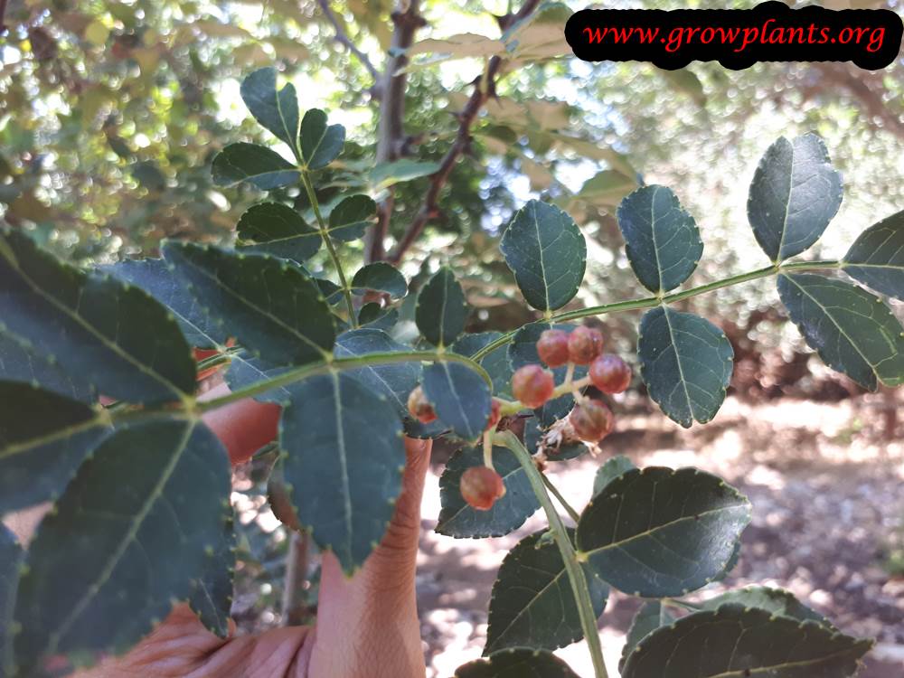 Sichuan pepper plant