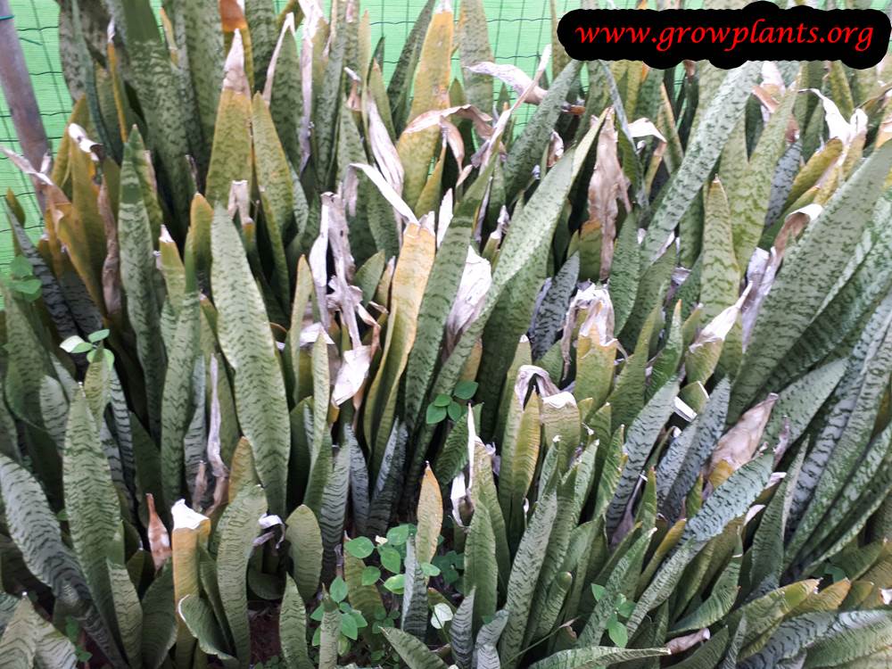 Snake plant succulent