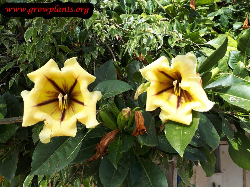 Solandra maxima flowers