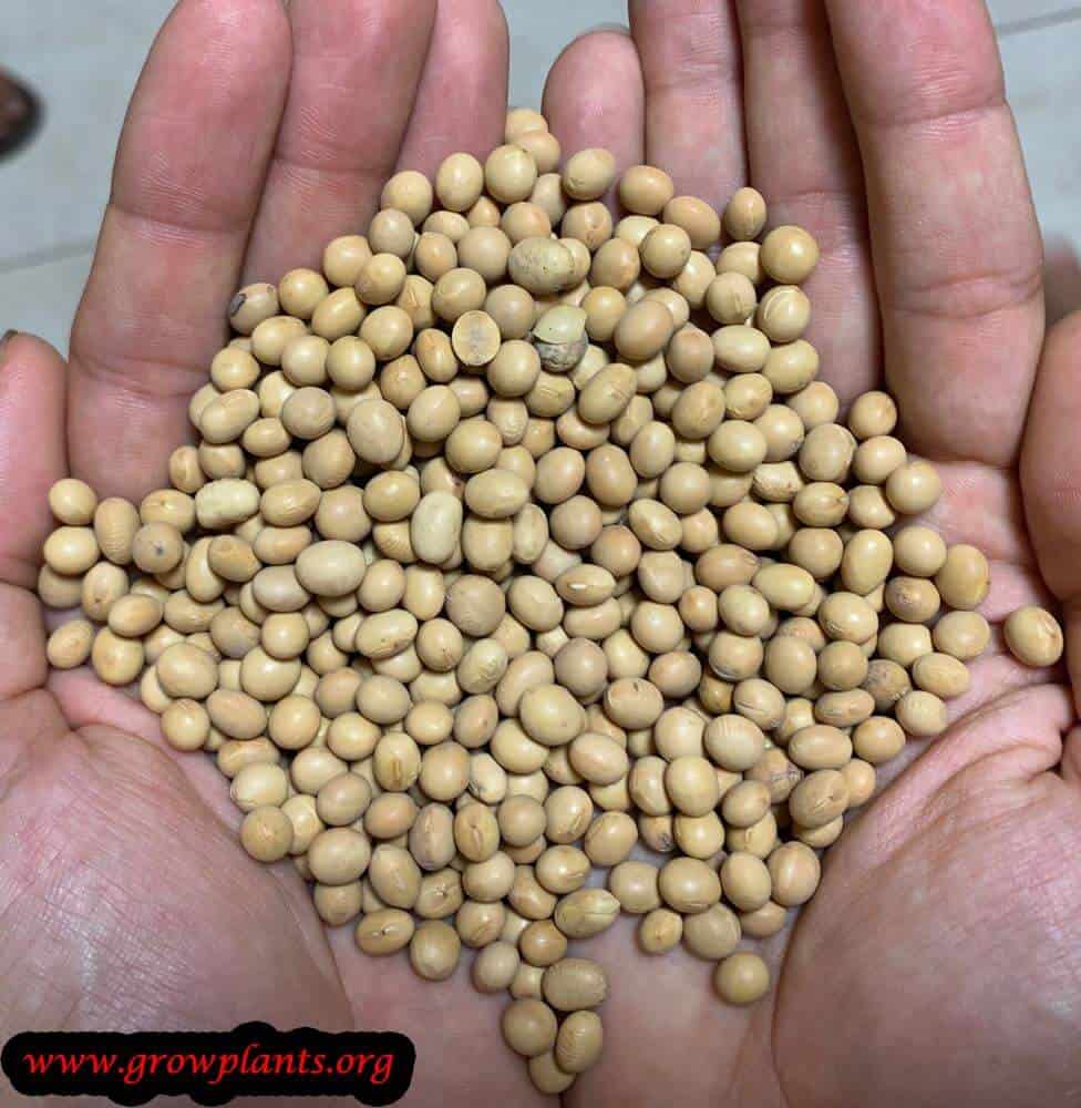 Soybean plant harvesting