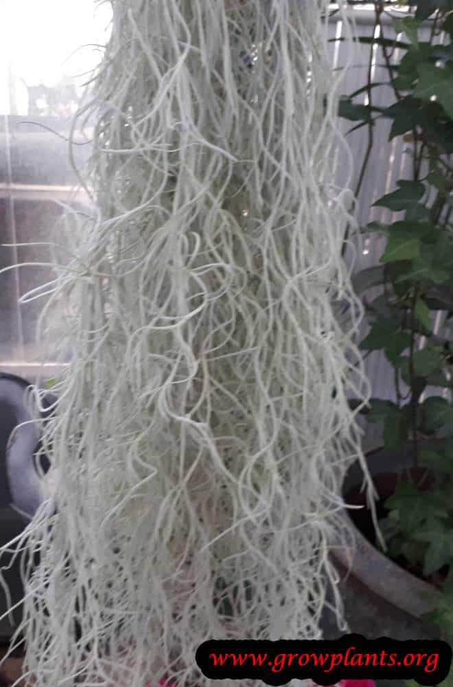 Spanish moss plant care