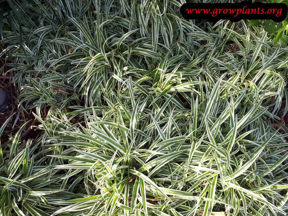 Spider plant