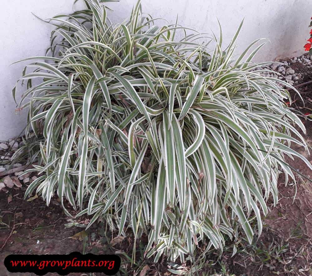 Chlorophytum comosum