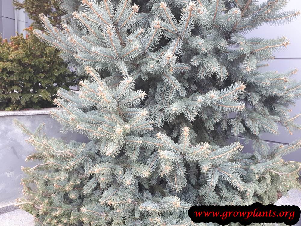 Spruce tree care