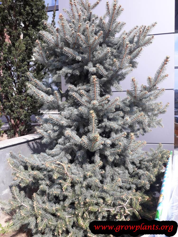 Growing Spruce tree