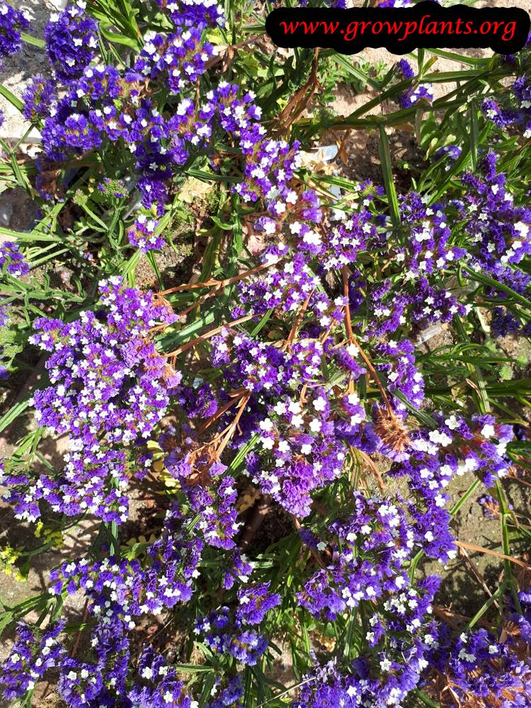 Statice plant care