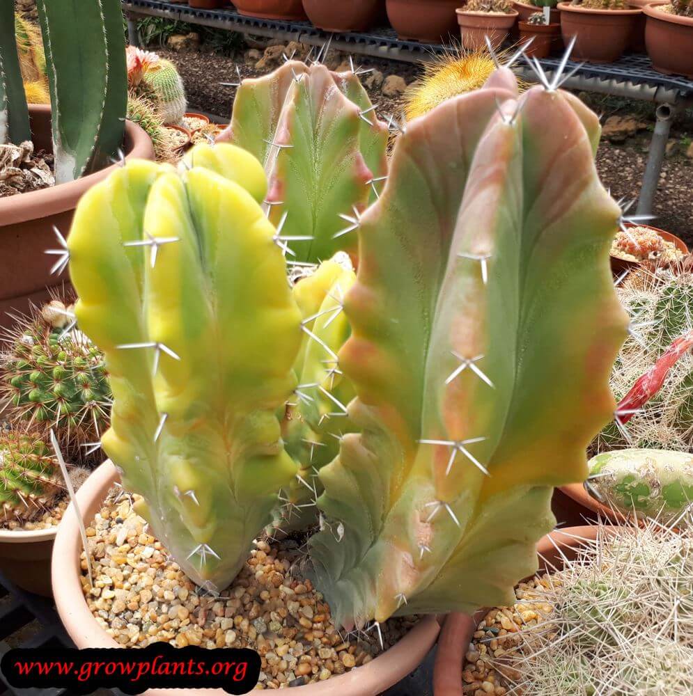 Growing Stenocereus pruinosus cactus