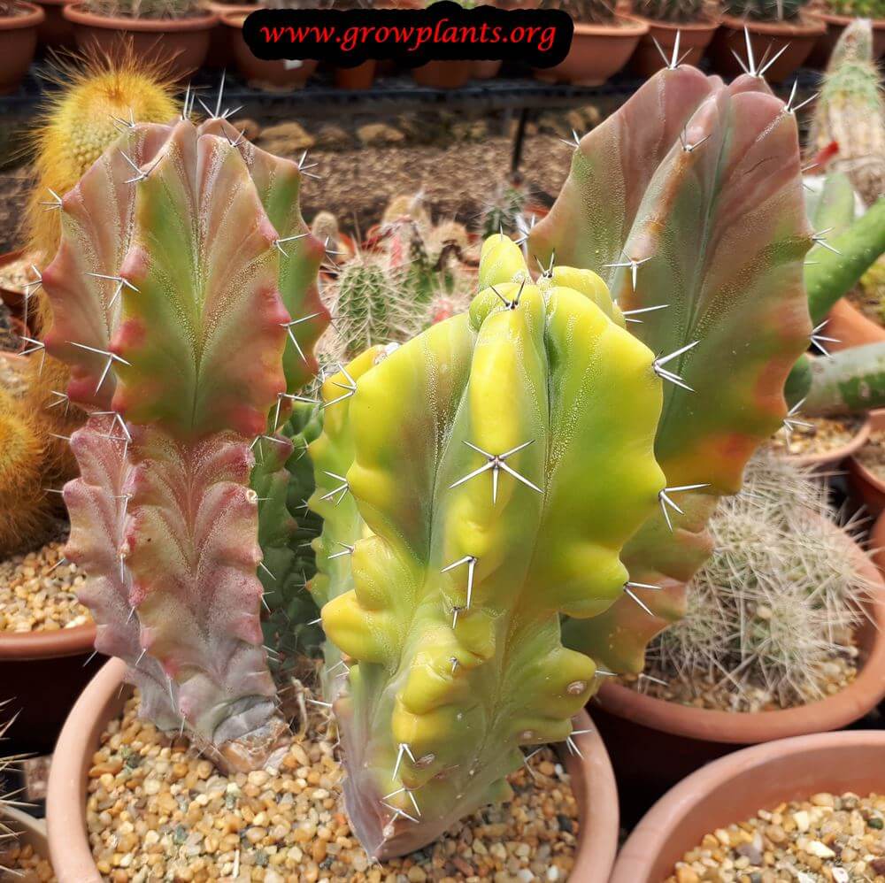 Stenocereus pruinosus cactus