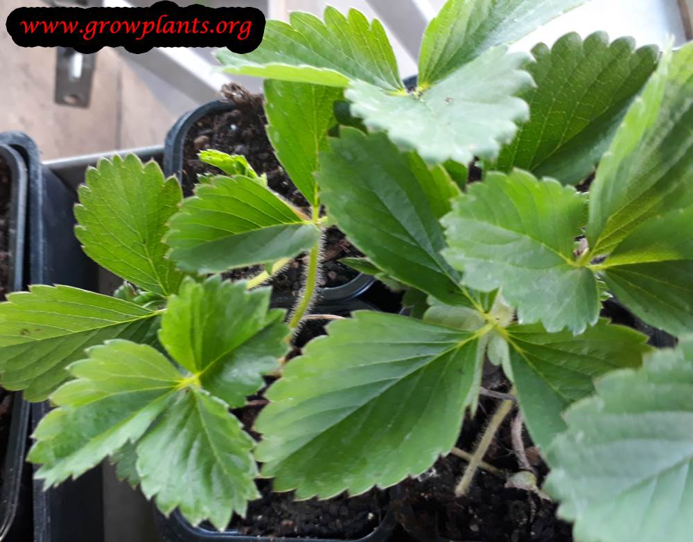Strawberry Mara des bois