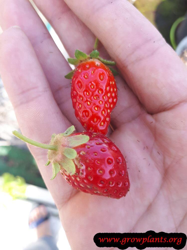 Strawberry Mara des bois fruits