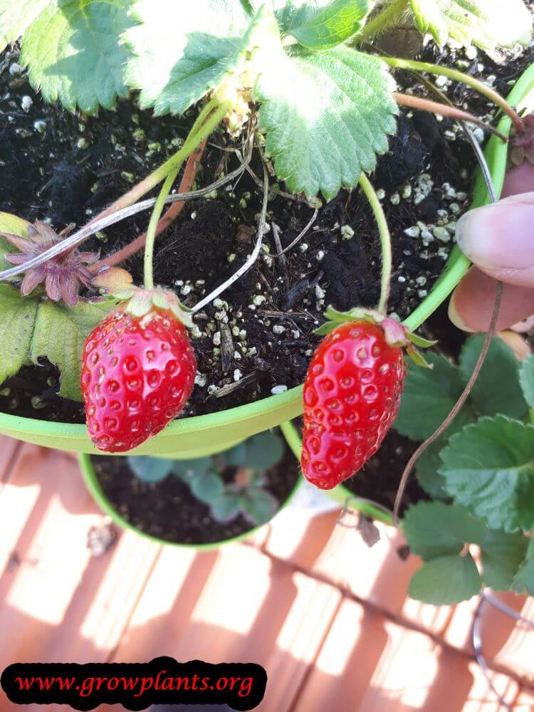 Strawberry Mara des bois fruits season