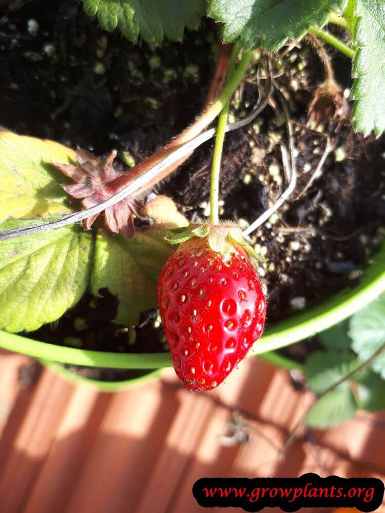 Strawberry Mara des bois harvest