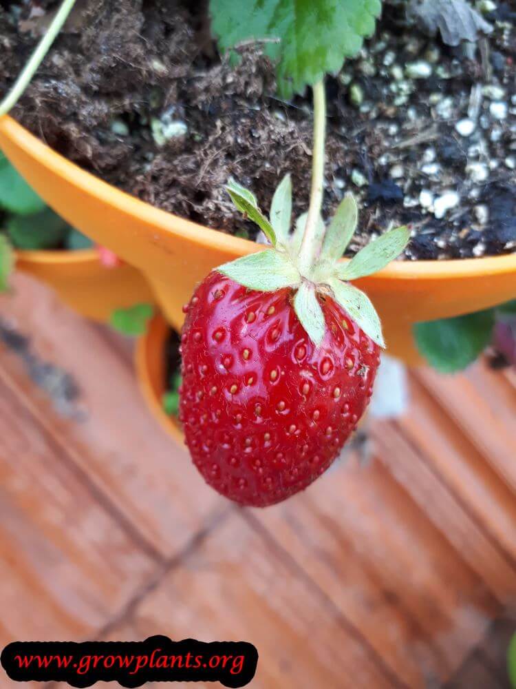 Strawberry Mara des bois harvest fruits