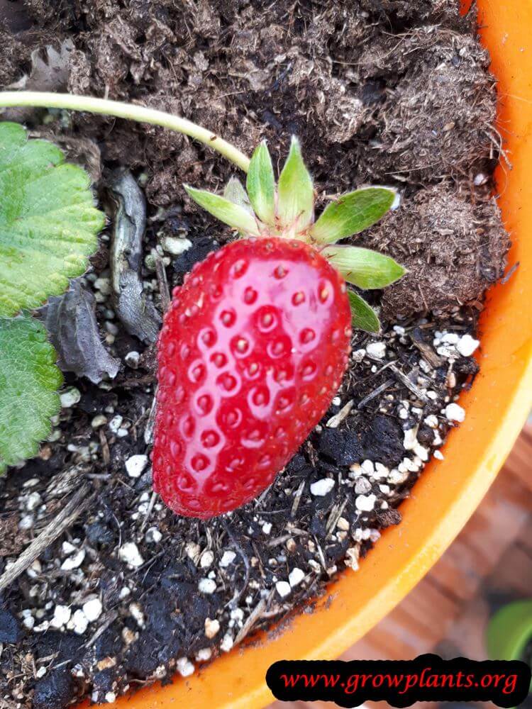 Strawberry Mara des bois fruits season