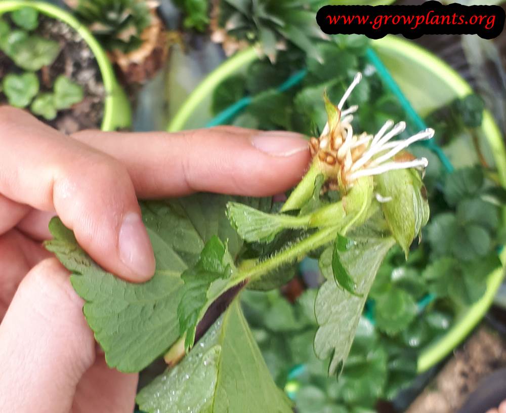 Strawberry plant How to grow & care Strawberry plant How to grow & care