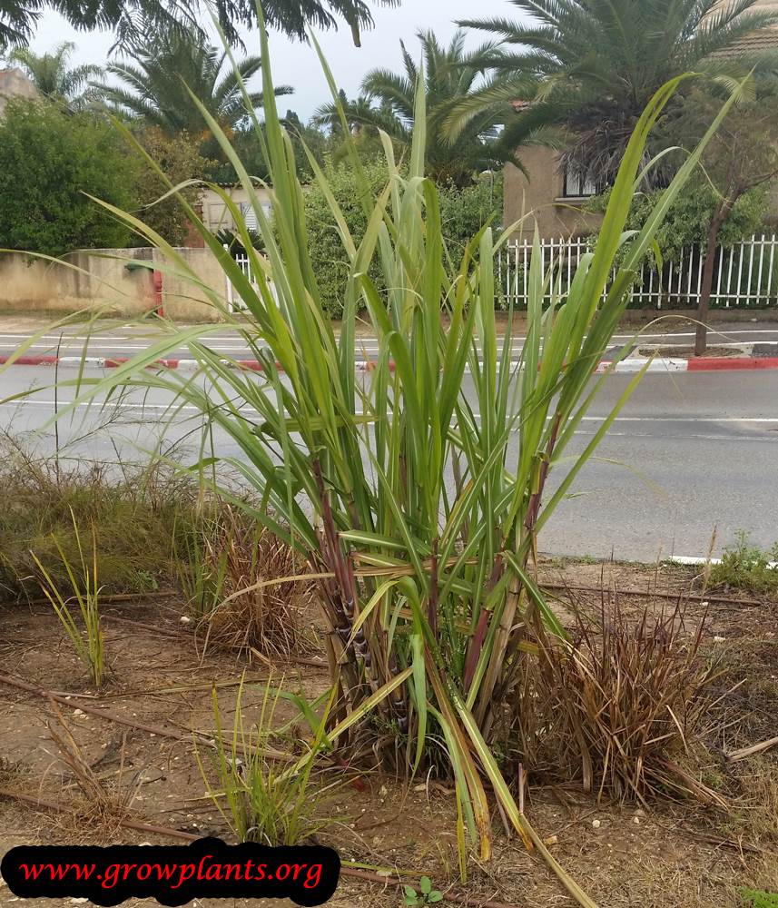 Sugarcane How to grow & care