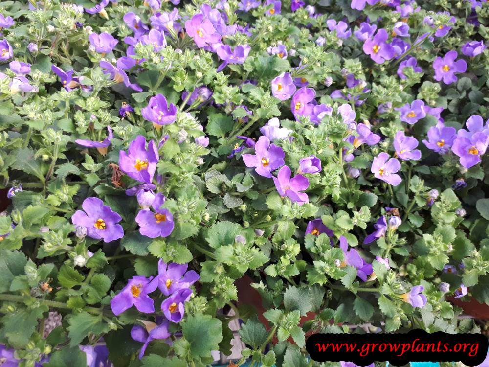 Bacopa Snowtopia Flowers | Kings Seeds | A Leading Supplier Of