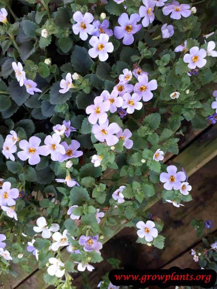 Chaenostoma cordatum flowers