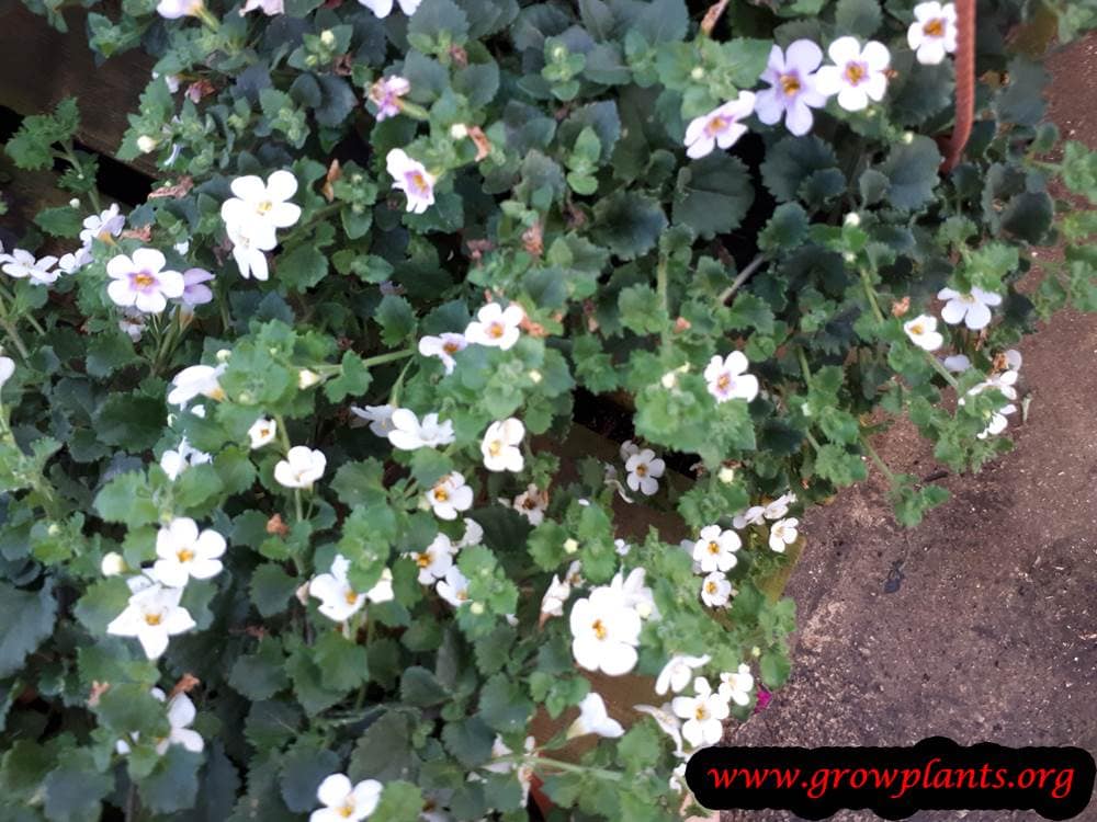 Sutera cordata plant