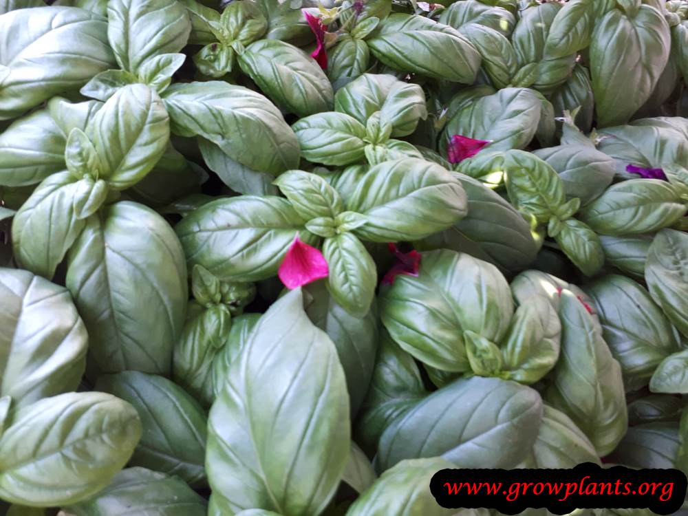 Sweet basil How to grow & care