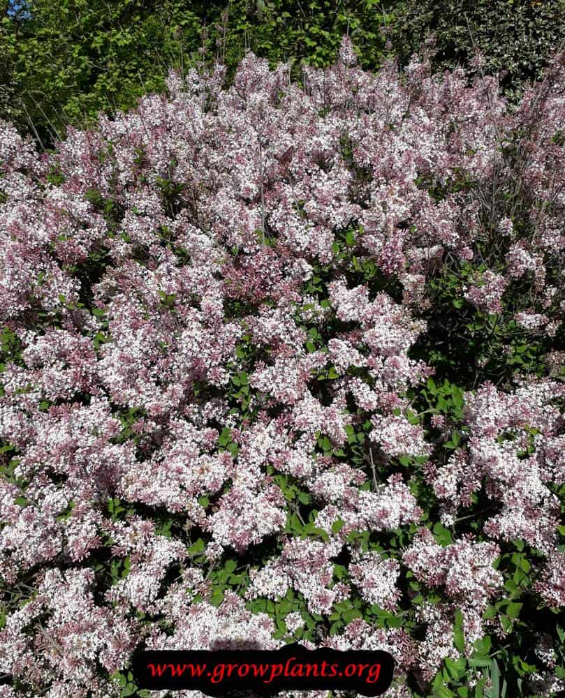 Syringa josee