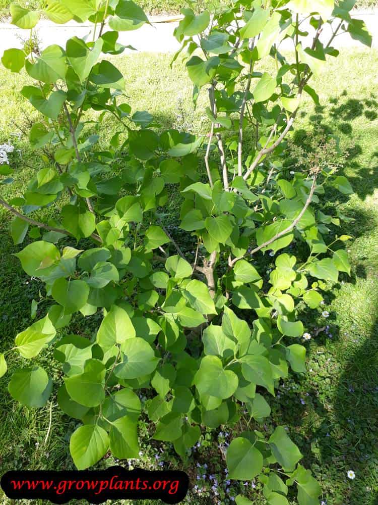 Syringa oblata