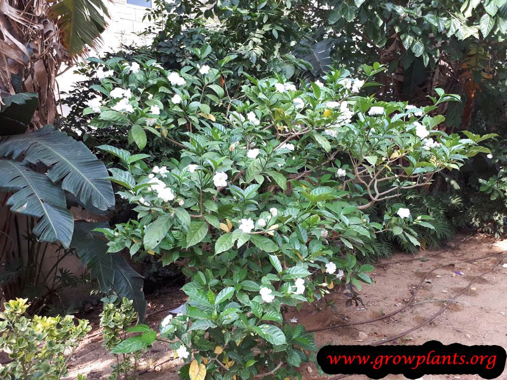 Tabernaemontana plant