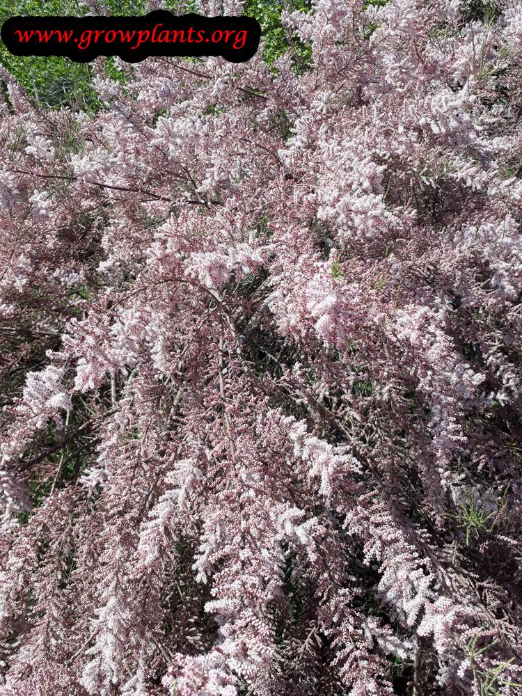 Tamarisk tree pink flowers