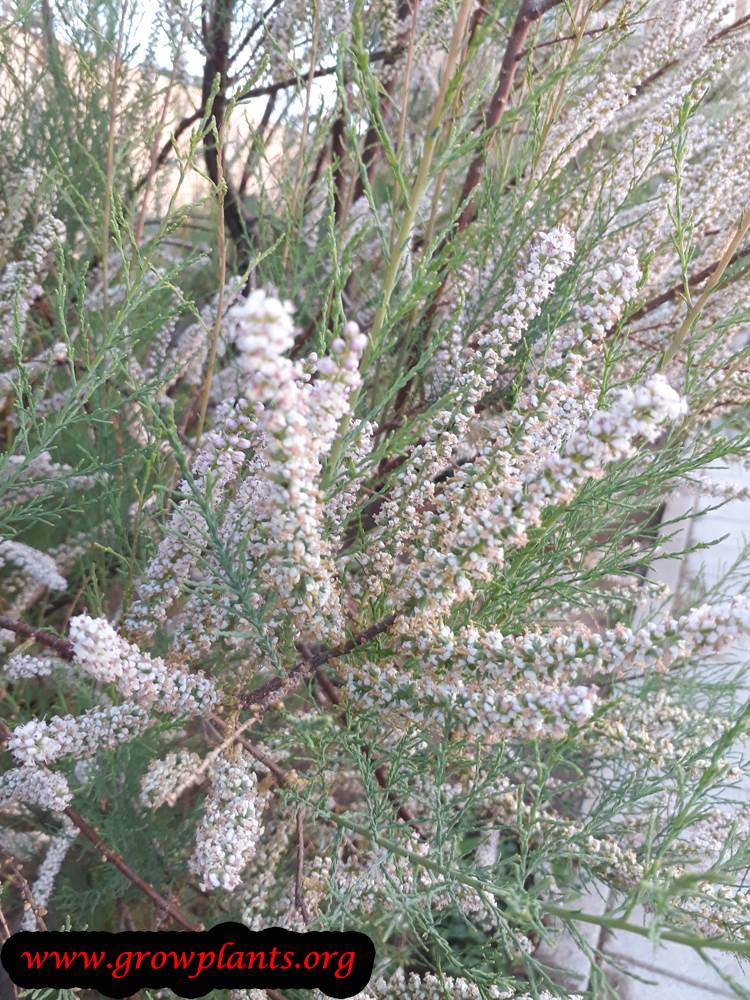 Tamarix aphylla