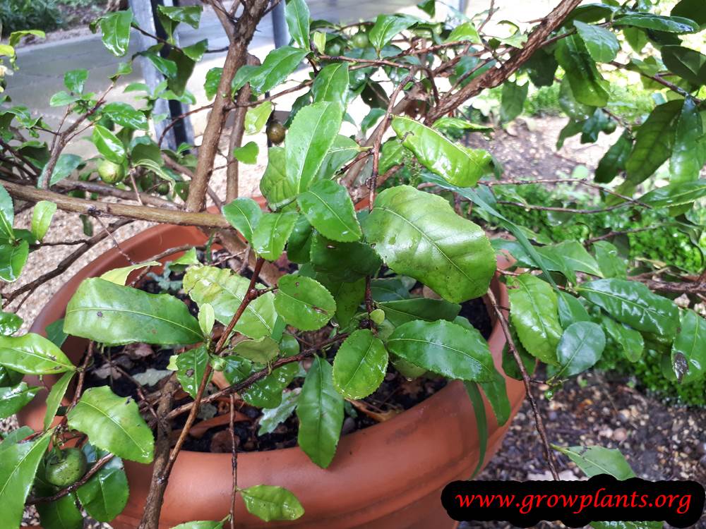 Tea plant
