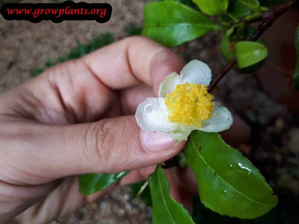 Tea plant flower