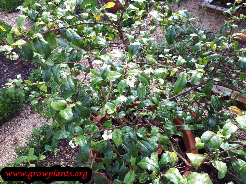 Tea plant leaves