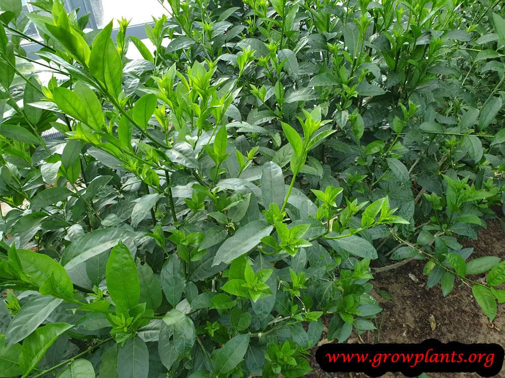 Tea plant grow and care